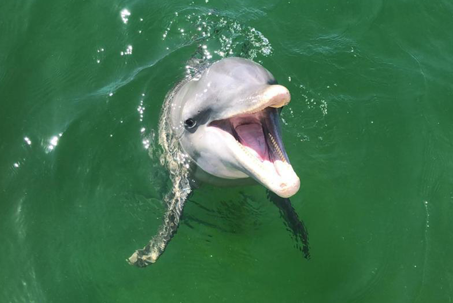 Boat Tour Cape Coral Dolphin Cruise