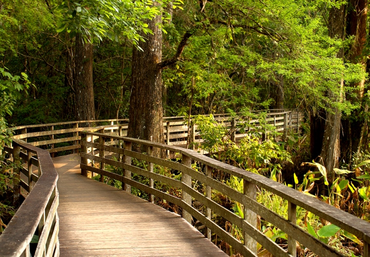 Image of Corkscrew Swamp Sunctuary courtesy of the Florida Audubon Society